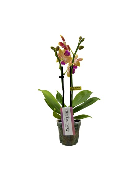 ORCHIDEA PHALAENOPSIS ROSA PORPORA AROMIO