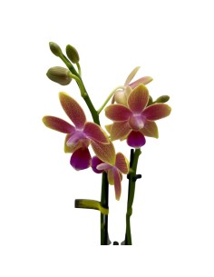 ORCHIDEA PHALAENOPSIS ROSA PORPORA AROMIO 2