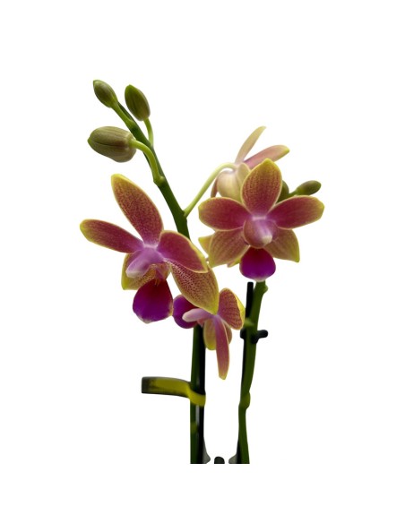 ORCHIDEA PHALAENOPSIS ROSA PORPORA AROMIO