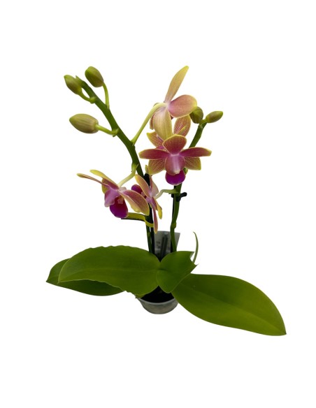 ORCHIDEA PHALAENOPSIS ROSA PORPORA AROMIO