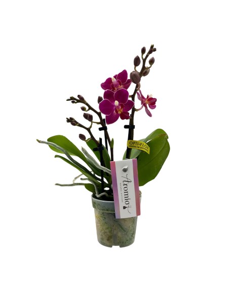 ORCHIDEA PHALAENOPSIS PORPORA AROMIO FRESH