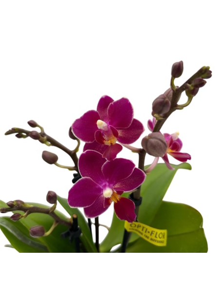ORCHIDEA PHALAENOPSIS PORPORA AROMIO FRESH