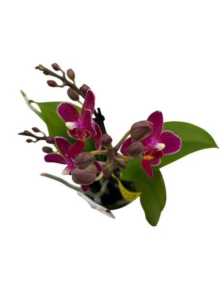 ORCHIDEA PHALAENOPSIS PORPORA AROMIO FRESH