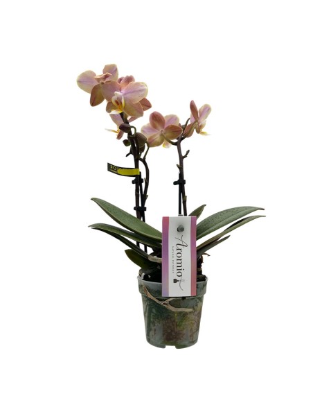 ORCHIDEA PHALAENOPSIS SALMONE AROMIO FRESH
