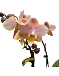 ORCHIDEA PHALAENOPSIS SALMONE AROMIO FRESH 2