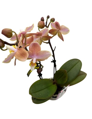 ORCHIDEA PHALAENOPSIS SALMONE AROMIO FRESH