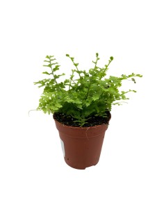 NEPHROLEPIS 'GREEN FANTASY' Vaso diametro  5,5 cm