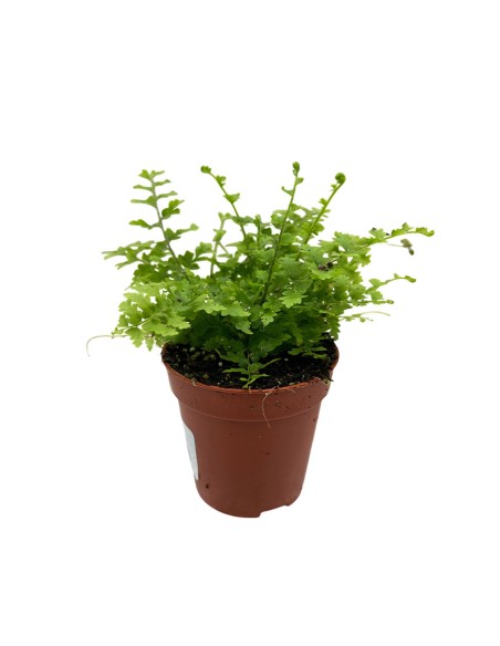 NEPHROLEPIS 'GREEN FANTASY' Vaso diametro  5,5 cm