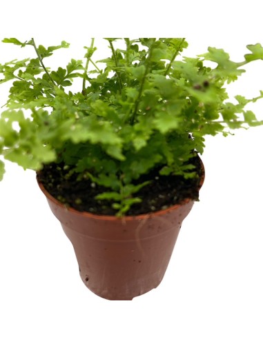 NEPHROLEPIS 'GREEN FANTASY' Vaso diametro  5,5 cm