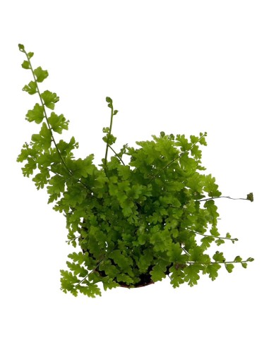 NEPHROLEPIS 'GREEN FANTASY' Vaso diametro  5,5 cm