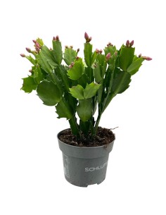 SCHLUMBERGERA "natalina" quattro colore, Vaso 13 cm
