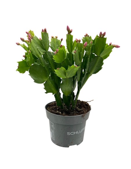 SCHLUMBERGERA "natalina" quattro colore, Vaso 13 cm
