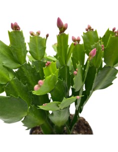 SCHLUMBERGERA "natalina" quattro colore, Vaso 13 cm 2