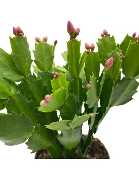 SCHLUMBERGERA "natalina" quattro colore, Vaso 13 cm