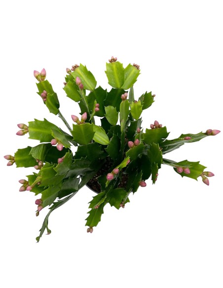 SCHLUMBERGERA "natalina" quattro colore, Vaso 13 cm