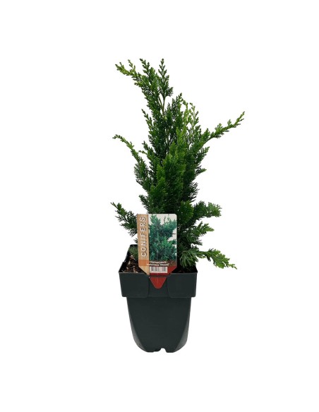 CHAMAECYPARIS LAWSONIANA WISSELII diam. vaso 17 cm
