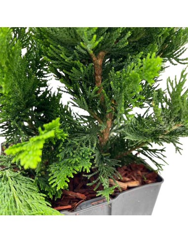 CHAMAECYPARIS LAWSONIANA WISSELII diam. vaso 17 cm