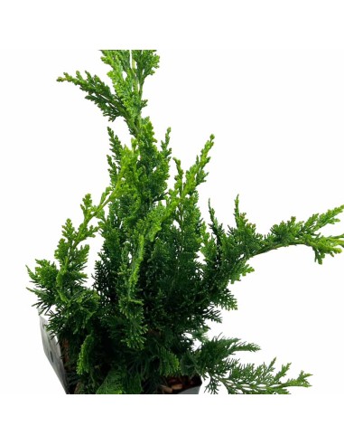 CHAMAECYPARIS LAWSONIANA WISSELII diam. vaso 17 cm