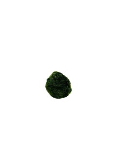 AEGAGROPILA LINNAEI (MARIMO) simbolo di buona fortuna