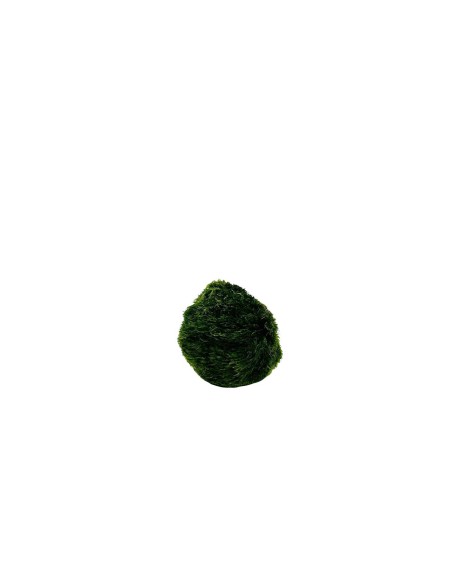 AEGAGROPILA LINNAEI (MARIMO) simbolo di buona fortuna