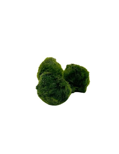 AEGAGROPILA LINNAEI (MARIMO) simbolo di buona fortuna