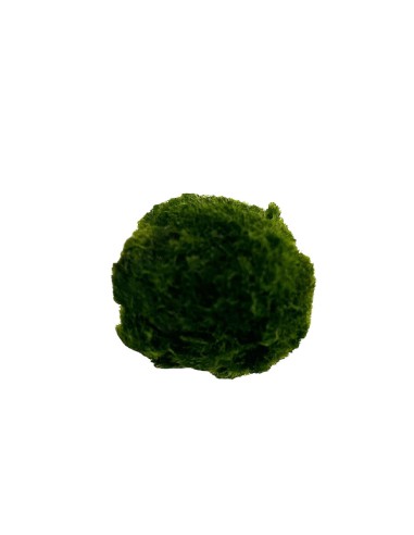 AEGAGROPILA LINNAEI (MARIMO) simbolo di buona fortuna