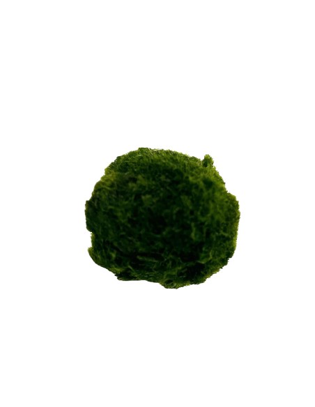 AEGAGROPILA LINNAEI (MARIMO) simbolo di buona fortuna