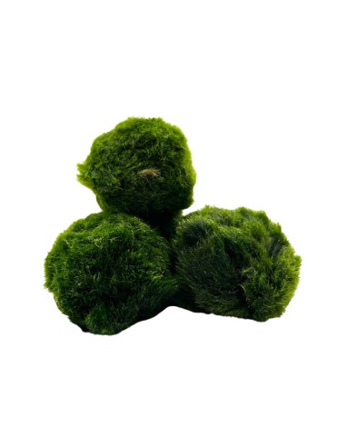AEGAGROPILA LINNAEI (MARIMO) simbolo di buona fortuna