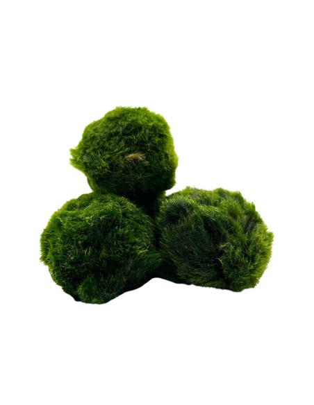 AEGAGROPILA LINNAEI (MARIMO) simbolo di buona fortuna