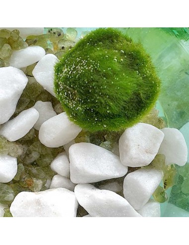 AEGAGROPILA LINNAEI (MARIMO) simbolo di buona fortuna