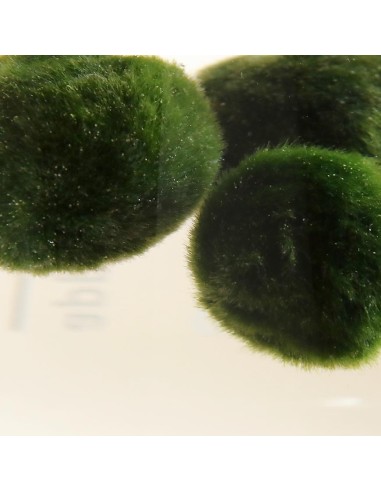 AEGAGROPILA LINNAEI (MARIMO) simbolo di buona fortuna