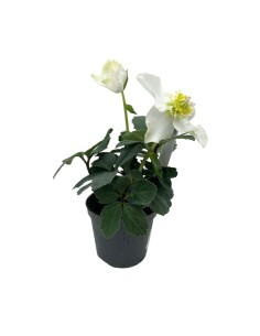 HELLEBORUS NIGER 'CHRISTMAS CAROL' Rosa di natale