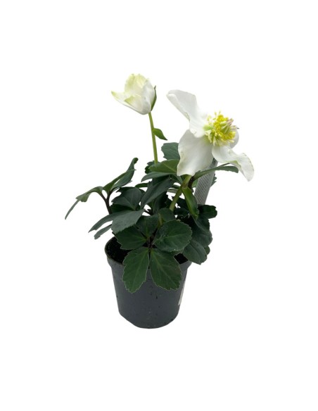 HELLEBORUS NIGER 'CHRISTMAS CAROL' Rosa di natale