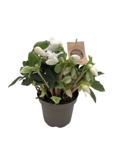 HELLEBORUS NIGER 'CHRISTMAS CAROL' Rosa di natale 2