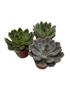 ECHEVERIA MIX Vaso 7 cm Succulente dalle rosette perfette