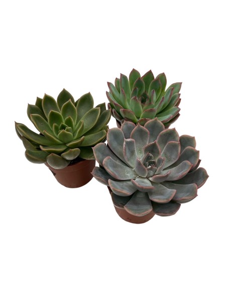 ECHEVERIA MIX Vaso 7 cm Succulente dalle rosette perfette