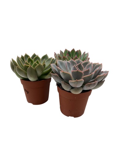 ECHEVERIA MIX Vaso 7 cm Succulente dalle rosette perfette