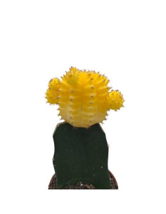 GYMNOCALYCIUM MIHANOVICHII "INNESTATO" coloratissimo 2