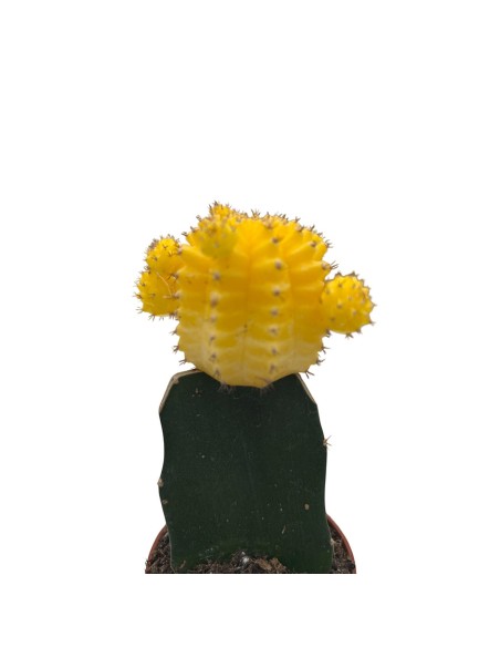 GYMNOCALYCIUM MIHANOVICHII "INNESTATO" coloratissimo