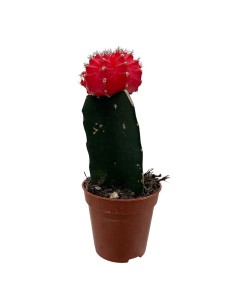 GYMNOCALYCIUM MIHANOVICHII "INNESTATO" coloratissimo 2