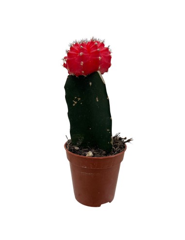 GYMNOCALYCIUM MIHANOVICHII "INNESTATO" coloratissimo