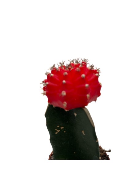 GYMNOCALYCIUM MIHANOVICHII "INNESTATO" coloratissimo