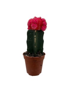 GYMNOCALYCIUM MIHANOVICHII "INNESTATO" coloratissimo 2