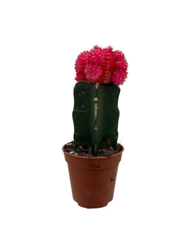 GYMNOCALYCIUM MIHANOVICHII "INNESTATO" coloratissimo