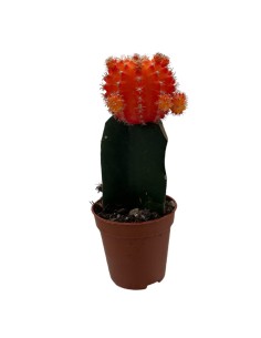 GYMNOCALYCIUM MIHANOVICHII "INNESTATO" coloratissimo 2