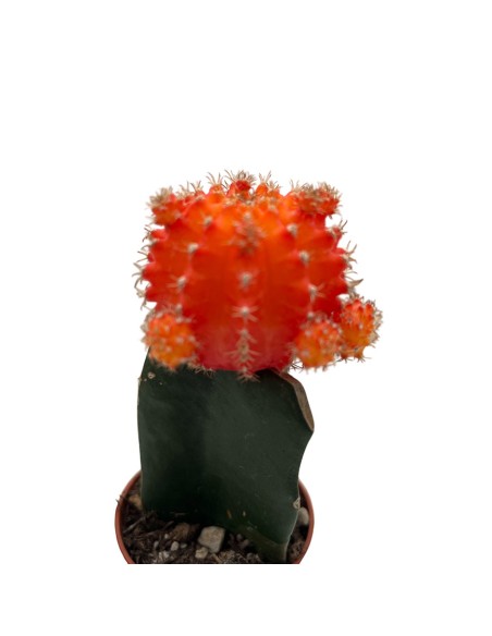 GYMNOCALYCIUM MIHANOVICHII "INNESTATO" coloratissimo