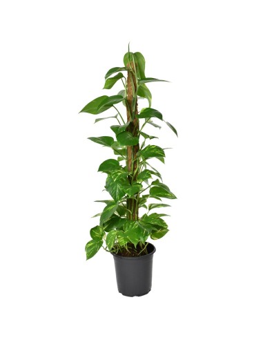 EPIPREMNUM PINNATUM POTUS SU TUTORE DI MUSCHIO