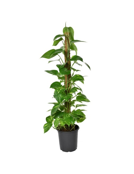 EPIPREMNUM PINNATUM POTUS SU TUTORE DI MUSCHIO