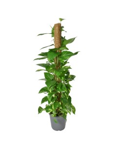 EPIPREMNUM PINNATUM POTUS SU TUTORE DI MUSCHIO 2