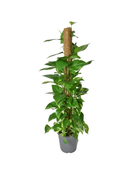EPIPREMNUM PINNATUM POTUS SU TUTORE DI MUSCHIO